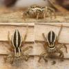 Phlegra bresnieri